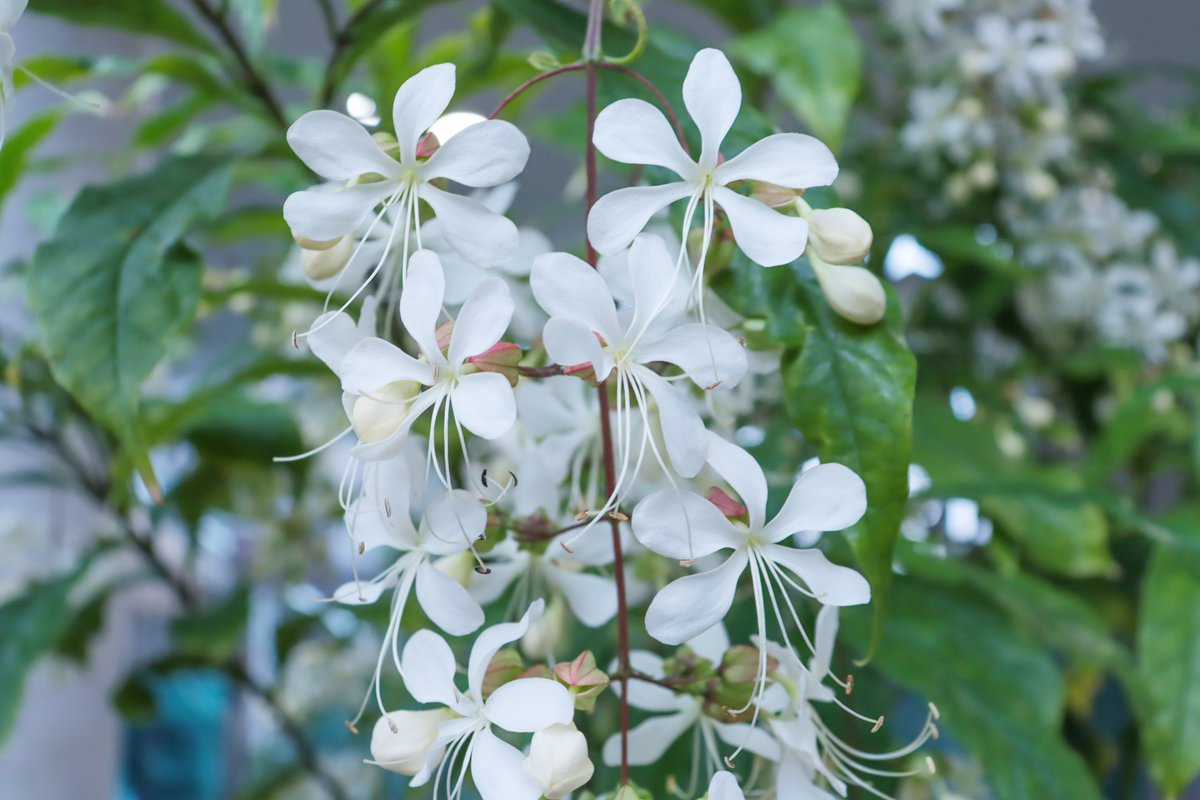 クレロデンドロン