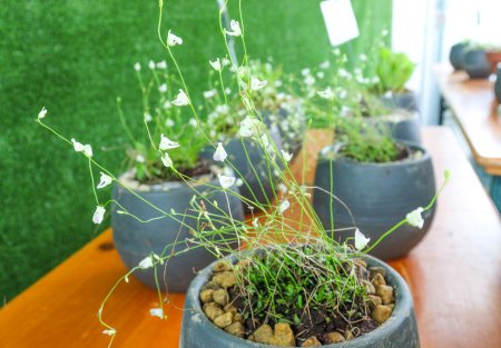 すいこみ式・食虫植物展・ドーム7月19日（22）.JPG