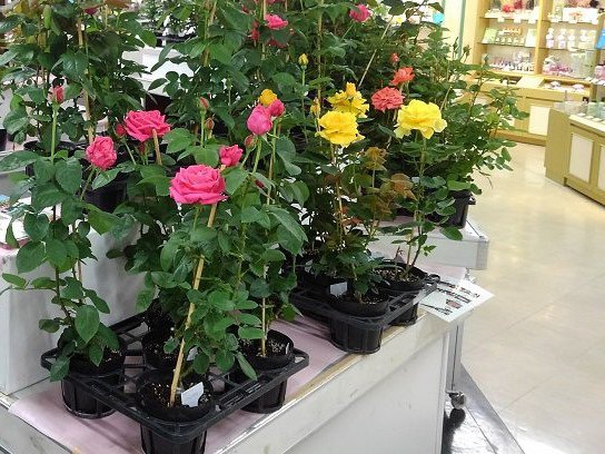 とっとり花回廊