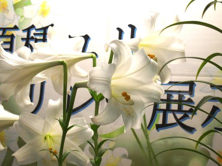 東館）原種ユリ・テッポウユリ加工2025-6-16.JPG