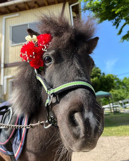 ポニー乗馬&ふれあい体験