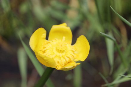 コウホネ とっとり花回廊