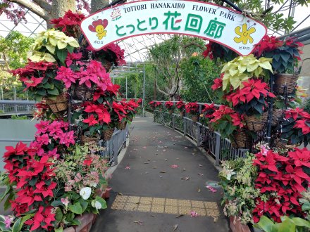 ドーム）スロープ ポインセチア2025.12.15 (1).JPG