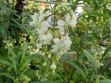 2025.11.4 (フラワードーム) (クレロデンドルム花アップ15).JPG