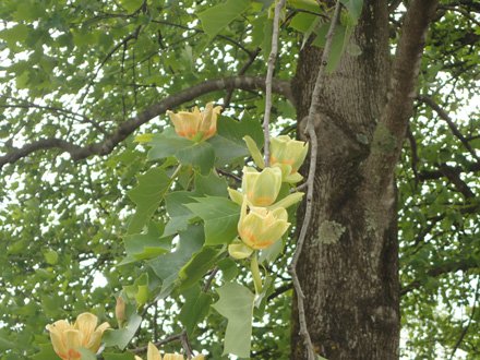 ユリノキ とっとり花回廊