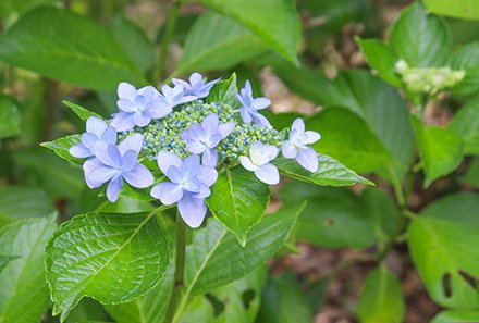 08★アジサイ・華の雫北館奥6月17日（1）-440.jpg