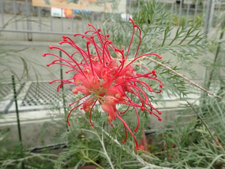 2025.12.23 (フラワードーム) (グレビレア・エレガンス8).JPG