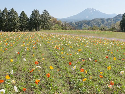 ★花の丘4月21日（1）-440.jpg