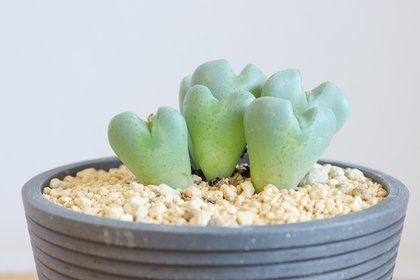 人気投票第５位