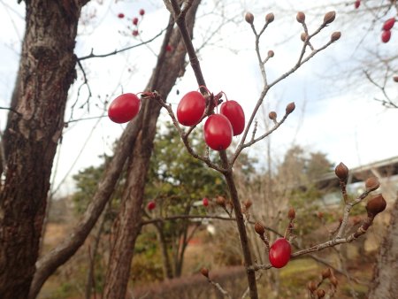 2025.12.23 (サンシュユ523).JPG