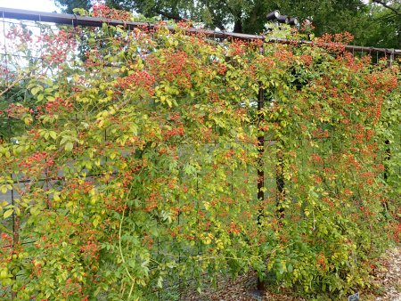 2025.10.15 (ローズヒップ) (シーガル22).JPG