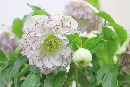 ホワイトダブルバイカラーピコティ