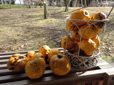 2025.12.31 (カリン30).JPG