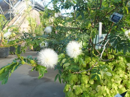 2026.1.16ドーム）キャリアンドラ（白） (1).JPG