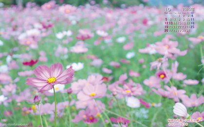 秘密の花園の壁紙