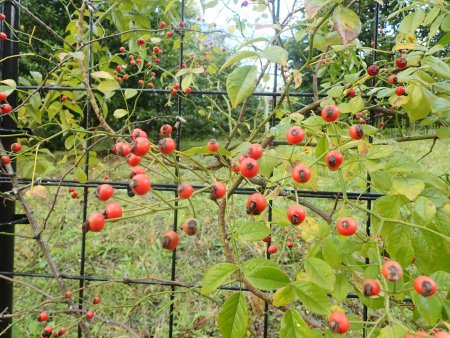 2025.10.15 (ローズヒップ) (ミヤコイバラ221).JPG