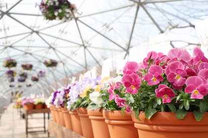 Tottori Prefctural Flower Park