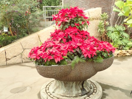 フラワードーム（12/1更新） | とっとり花回廊