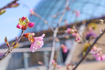 ★カワヅザクラ・ドーム西口3月1日（3）-440.jpg
