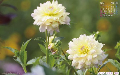 壁紙 21年9月の壁紙を作成しました とっとり花回廊 壁紙 21年9月の壁紙を作成しました とっとり花回廊