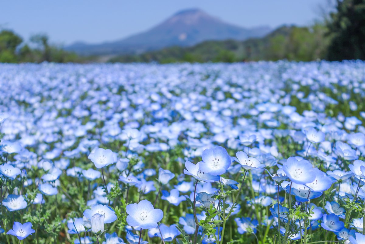 ネモフィラ・花の丘