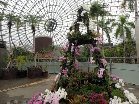 2026.1.20ドーム (ランのツリー5).JPG