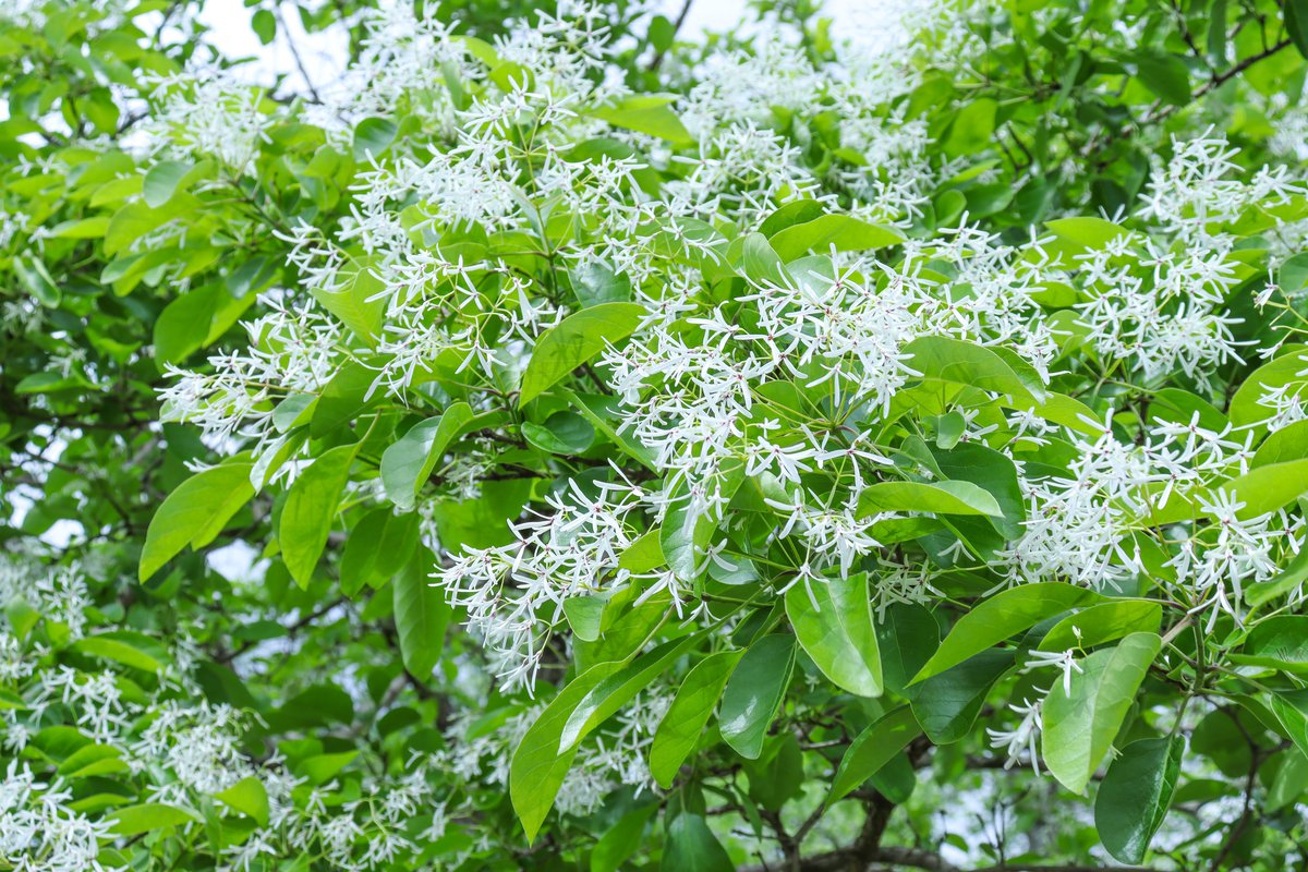 ヒトツバタゴ・霧の庭園周辺5月4日（6）.JPG