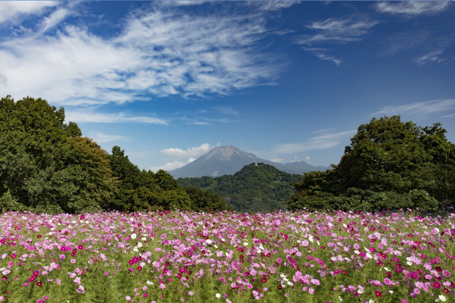 大山を借景に広がるコスモス畑