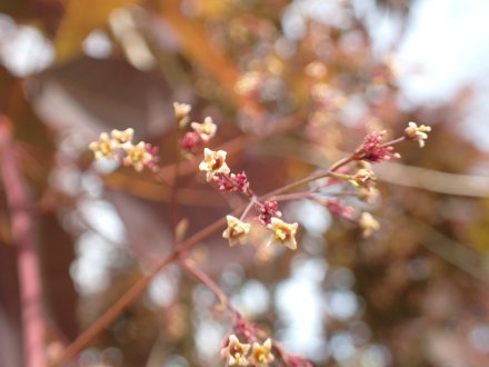 スモークツリー花