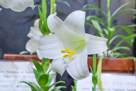 ☆ユリ・テッポウユリ・原種ユリリレー展・東館6月3日（1）-440.jpg