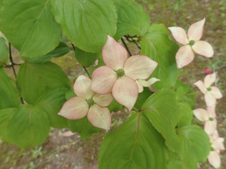 ヤマボウシ とっとり花回廊 ヤマボウシ とっとり花回廊