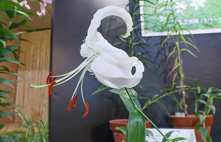 ☆☆ユリ・カノコユリ・白妙・原種ユリリレー展・東館7月23日（1）-440.jpg