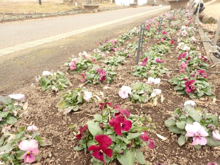 2026.2.15 (花壇) (南館通りパンジー1).JPG