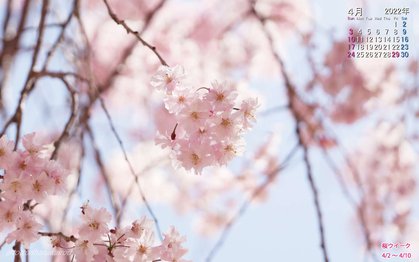 壁紙 22年4月の壁紙を作成しました とっとり花回廊 壁紙 22年4月の壁紙を作成しました とっとり花回廊