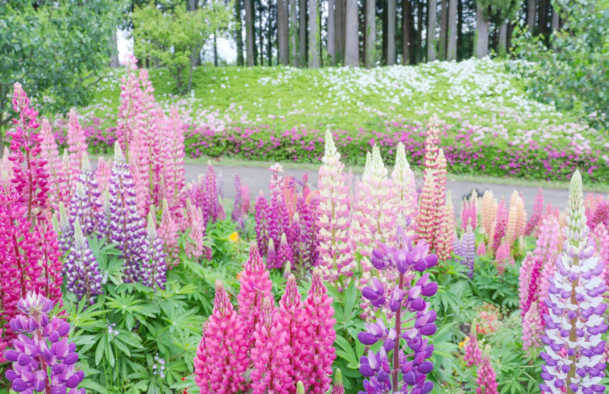 西館テラス・チューリップ