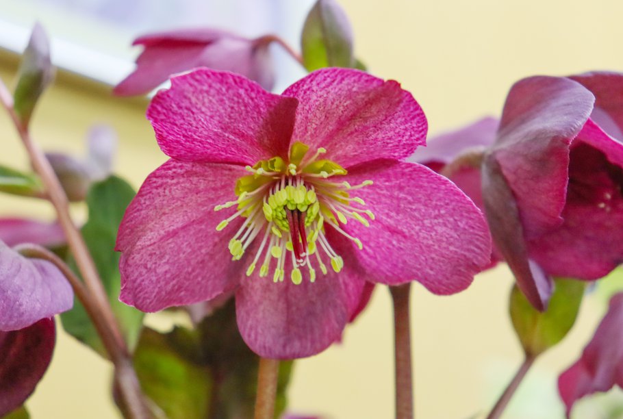 原種系交配種　氷の薔薇　レッド