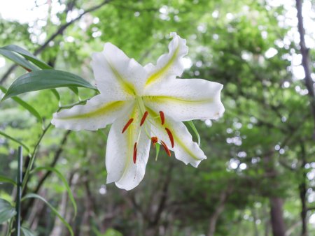 サクユリ・芝生広場入口7月6日（22）.JPG