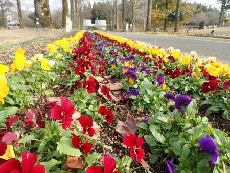 2025.12.23 (花壇66) (東館通りパンジー5).JPG