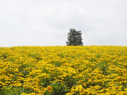 花の丘７月２９日（１）.JPG