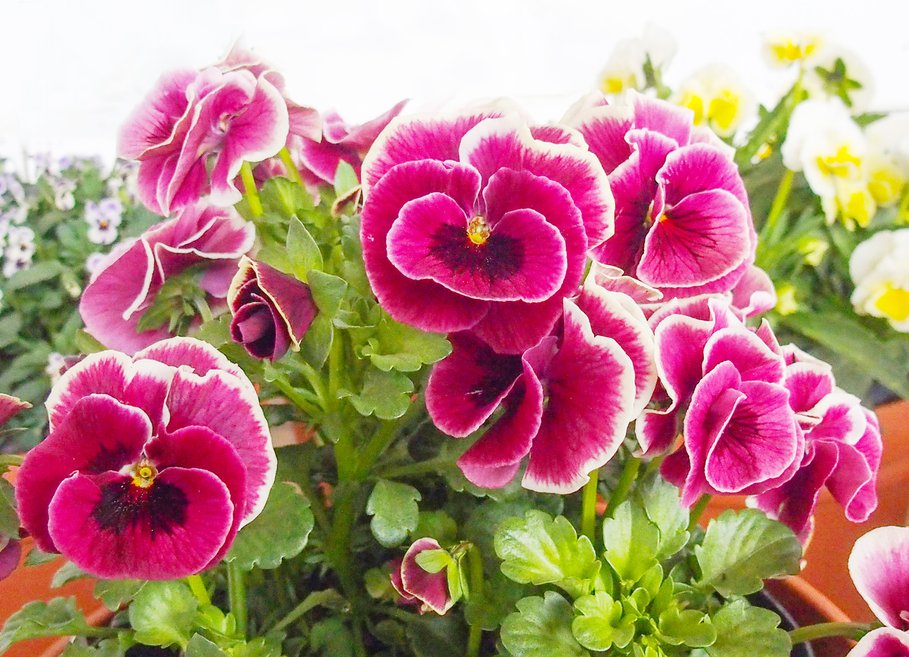 人気投票第一位　ビオラ「シャルマンロゼ」