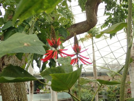 2026.2.16 (フラワードーム) (デイゴ5).JPG