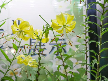 ユリ・オウゴンオニユリピュアゴールド・原種ユリリレー展・東館6月30日（23）.JPG