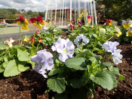 2025.10.28 (西館テラス・ﾊﾟﾝｼﾞｰパレット) (32).JPG