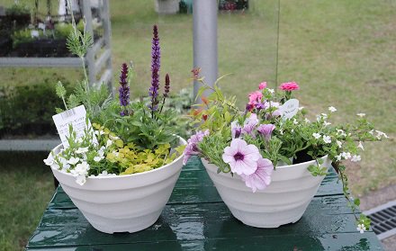 お手軽寄せ植え体験