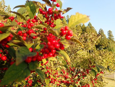 2025.10.29 (グレイスガーデン) (ウメモドキ122).JPG