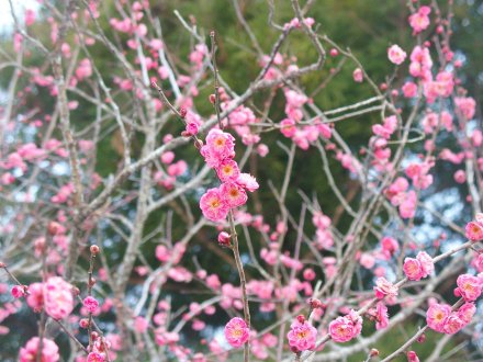 東館裏）紅梅2026.2.5 (2).JPG