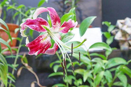 ☆☆ユリ・カノコユリ・ブラックビューティー・原種ユリリレー展・東館7月23日（2）-440.jpg