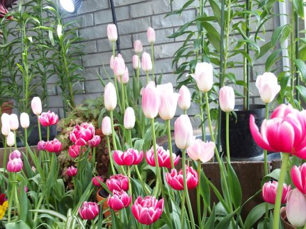 真冬のチューリップ