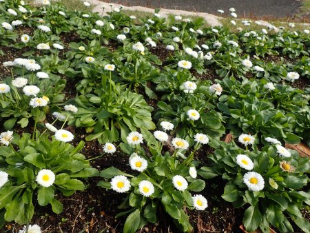 2025.11.11 (霧の庭園花壇) (デージー126).JPG