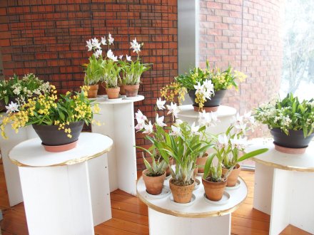 南館）風除室洋ラン2026.1.29   (1).JPG